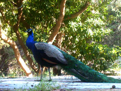 Ein Pfau im Park