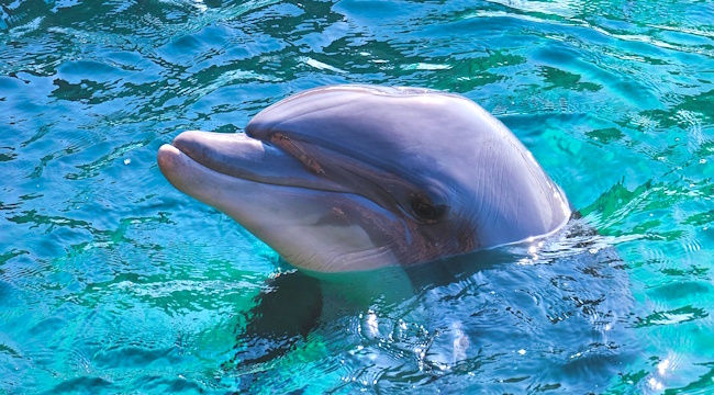 Dolphin jumping in Greek waters