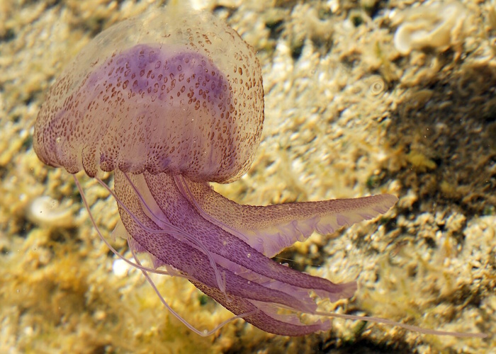 Leuchtqualle (Pelagia noctiluca, auch Feuerqualle)