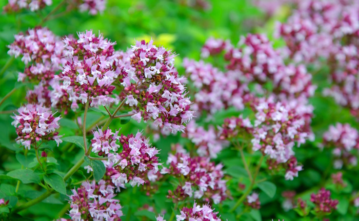 Oregano in Blütge