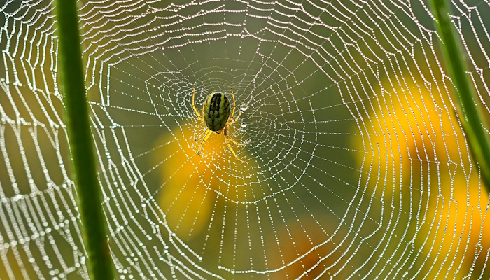Radnetzspinne