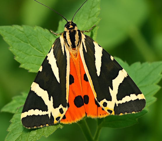 „Russische Bär“ (Callimorpha quadripunctaria), Schmetterling auf Rhodos