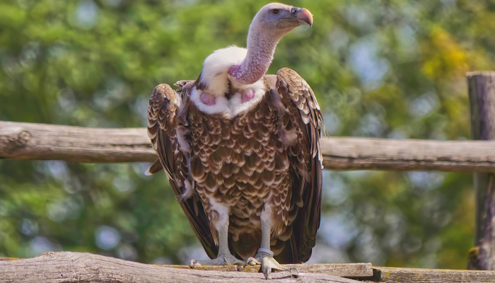 Gänsegeier