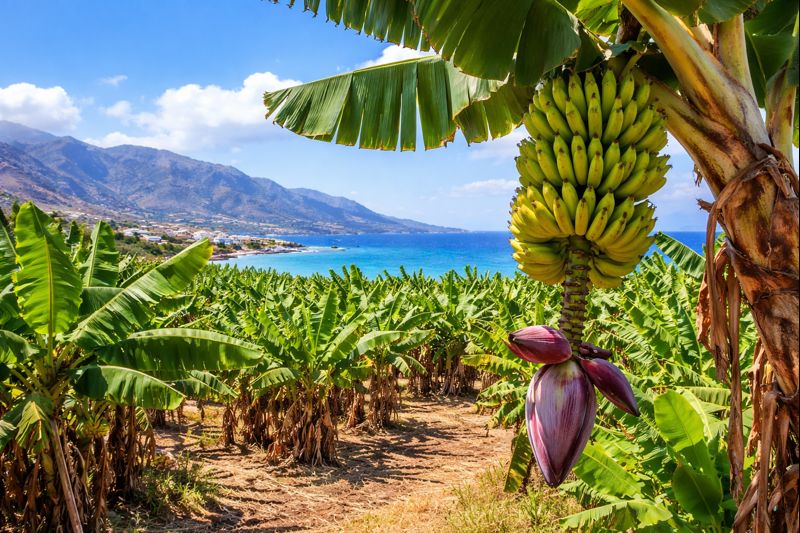 Bananenplantage auf Kreta mit reifen Bananenstauden vor dem Mittelmeer im Süden der Insel
