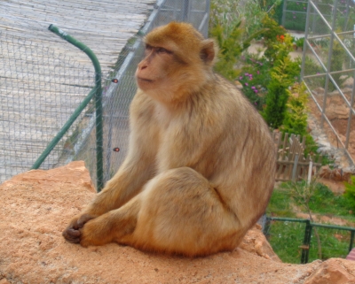 Affe