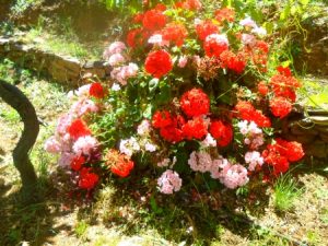 Blumen im Botanischem Garten bei Chania