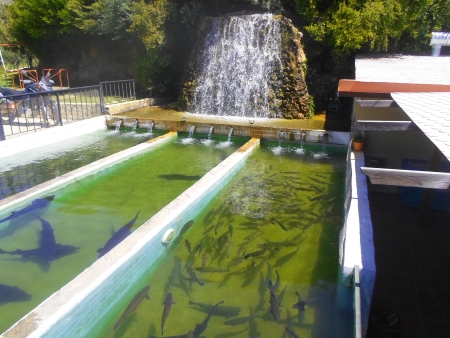Zuchtbecken mit Forellen