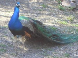 Ein Pfau
