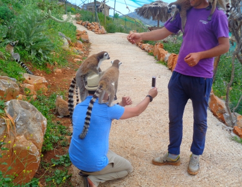 Affen auf der Schulter von Besucher im Amazonas Park