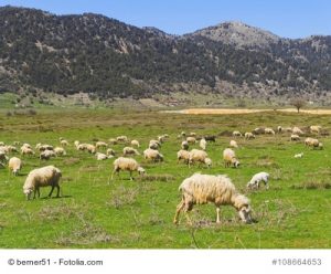 Schafe auf der Hochebene von Omalos