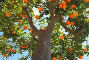 Orangenbaum in Griechenland